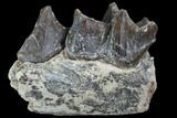 Hyracodon (Running Rhino) Jaw Section - South Dakota #90290-1